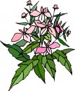 natura/fiori/clipart_fiori_c269.jpg