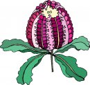 natura/fiori/clipart_fiori_c276.jpg