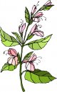 natura/fiori/clipart_fiori_c277.jpg