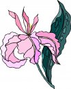 natura/fiori/clipart_fiori_c278.jpg