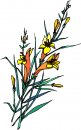 natura/fiori/clipart_fiori_c28.jpg