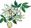 natura/fiori/clipart_fiori_c281.jpg