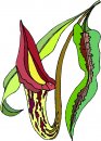 natura/fiori/clipart_fiori_c282.jpg