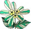 natura/fiori/clipart_fiori_c285.jpg