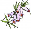 natura/fiori/clipart_fiori_c287.jpg