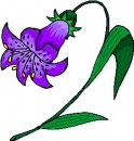 natura/fiori/clipart_fiori_c288.jpg