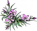 natura/fiori/clipart_fiori_c29.jpg