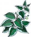 natura/fiori/clipart_fiori_c293.jpg