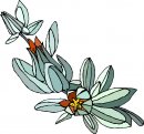 natura/fiori/clipart_fiori_c295.jpg