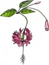 natura/fiori/clipart_fiori_c296.jpg