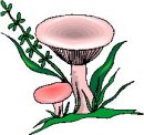 natura/fiori/clipart_fiori_c298.jpg