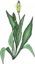 natura/fiori/clipart_fiori_c299.jpg