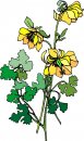 natura/fiori/clipart_fiori_c30.jpg