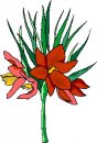 natura/fiori/clipart_fiori_c306.jpg