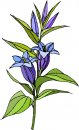 natura/fiori/clipart_fiori_c307.jpg