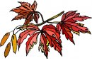 natura/fiori/clipart_fiori_c308.jpg