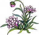 natura/fiori/clipart_fiori_c31.jpg