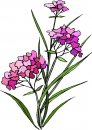 natura/fiori/clipart_fiori_c315.jpg