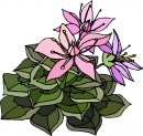 natura/fiori/clipart_fiori_c317.jpg