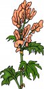 natura/fiori/clipart_fiori_c319.jpg