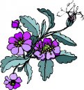 natura/fiori/clipart_fiori_c32.jpg