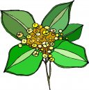 natura/fiori/clipart_fiori_c320.jpg