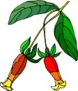 natura/fiori/clipart_fiori_c321.jpg