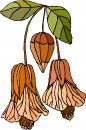 natura/fiori/clipart_fiori_c322.jpg