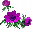 natura/fiori/clipart_fiori_c324.jpg