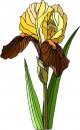 natura/fiori/clipart_fiori_c328.jpg