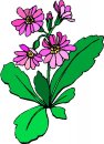 natura/fiori/clipart_fiori_c33.jpg