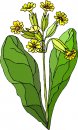 natura/fiori/clipart_fiori_c331.jpg