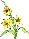 natura/fiori/clipart_fiori_c41.jpg