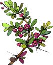 natura/fiori/clipart_fiori_c42.jpg