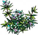 natura/fiori/clipart_fiori_c44.jpg