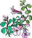 natura/fiori/clipart_fiori_c45.jpg