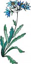 natura/fiori/clipart_fiori_c47.jpg