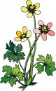 natura/fiori/clipart_fiori_c52.jpg