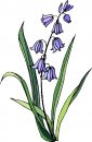 natura/fiori/clipart_fiori_c56.jpg