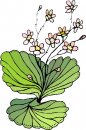 natura/fiori/clipart_fiori_c59.jpg