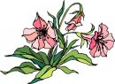 natura/fiori/clipart_fiori_c63.jpg