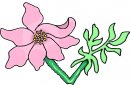 natura/fiori/clipart_fiori_c67.jpg