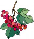 natura/fiori/clipart_fiori_c72.jpg