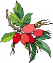 natura/fiori/clipart_fiori_c73.jpg