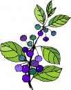 natura/fiori/clipart_fiori_c74.jpg