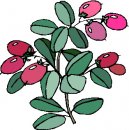 natura/fiori/clipart_fiori_c77.jpg