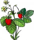 natura/fiori/clipart_fiori_c78.jpg