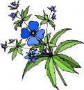 natura/fiori/clipart_fiori_c79.jpg