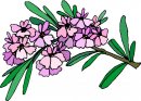 natura/fiori/clipart_fiori_c86.jpg