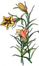 natura/fiori/clipart_fiori_c87.jpg